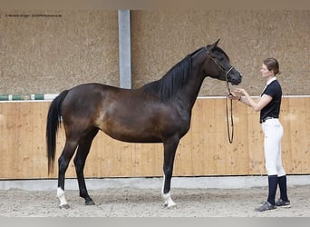 Arabian Partbred, Mare, 4 years, 15.2 hh, Smoky-Black