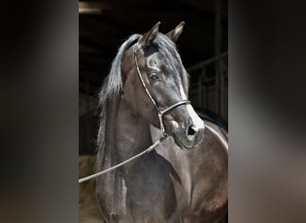 Arabian Partbred, Mare, 4 years, 15.2 hh, Smoky-Black