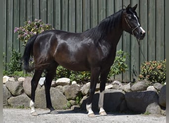 Arabian Partbred, Mare, 4 years, 15.2 hh, Smoky-Black