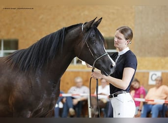 Arabian Partbred, Mare, 4 years, 15.2 hh, Smoky-Black