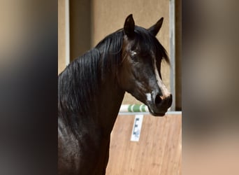 Arabian Partbred, Mare, 4 years, 15.2 hh, Smoky-Black