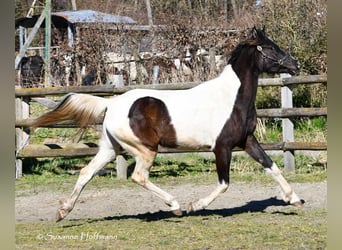Arabian Partbred, Mare, 4 years, 15.2 hh, Tobiano-all-colors