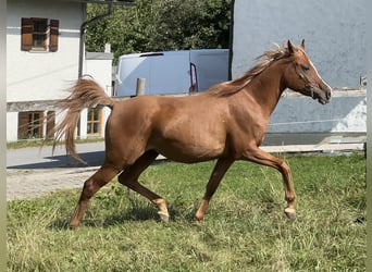 Arabian Partbred, Mare, 4 years, 15,1 hh, Chestnut-Red