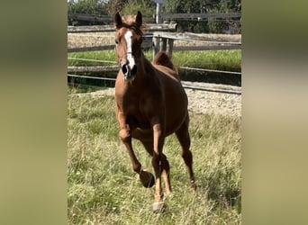 Arabian Partbred, Mare, 4 years, 15,1 hh, Chestnut-Red