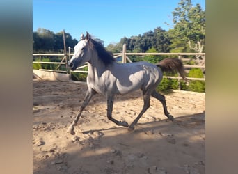 Arabian Partbred, Mare, 4 years, 15,1 hh, Grey-Red-Tan
