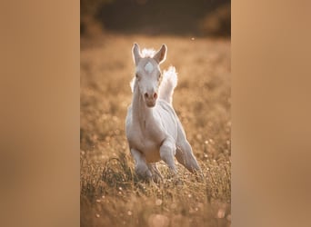 Arabian Partbred, Mare, 4 years, 15,2 hh, Cremello