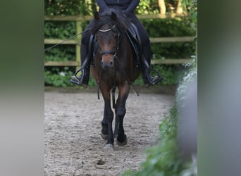 Arabian Partbred, Mare, 5 years, 13.2 hh, Brown