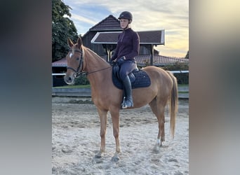 Arabian Partbred, Mare, 5 years, 14.2 hh, Chestnut-Red