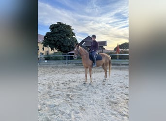 Arabian Partbred, Mare, 5 years, 14.2 hh, Chestnut-Red
