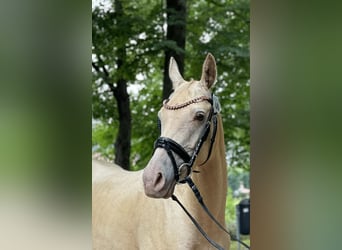 Arabian Partbred, Mare, 5 years, 14,1 hh, Champagne