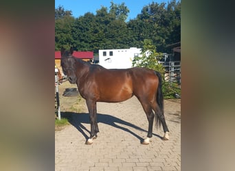 Arabian Partbred, Mare, 5 years, 14,2 hh, Brown