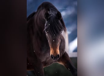 Arabian Partbred, Mare, 5 years, 14,2 hh, Tobiano-all-colors