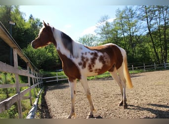 Arabian Partbred, Mare, 5 years, 14,2 hh, Tobiano-all-colors
