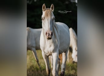 Arabian Partbred, Mare, 5 years, 14,3 hh, Champagne