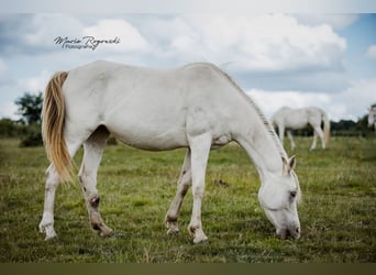 Arabian Partbred, Mare, 5 years, 14,3 hh, Champagne