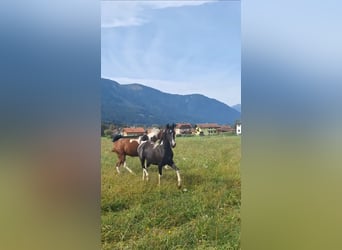 Arabian Partbred, Mare, 5 years, 15.1 hh, Tobiano-all-colors