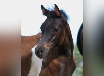 Arabian Partbred, Mare, 5 years, 15.1 hh, Tobiano-all-colors