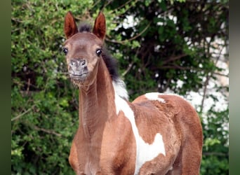 Arabian Partbred, Mare, 5 years, 15.1 hh, Tobiano-all-colors