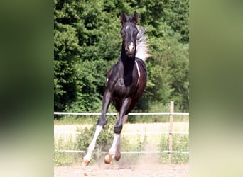 Arabian Partbred, Mare, 5 years, 15 hh, Tobiano-all-colors