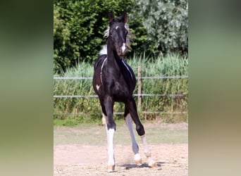 Arabian Partbred, Mare, 5 years, 15 hh, Tobiano-all-colors