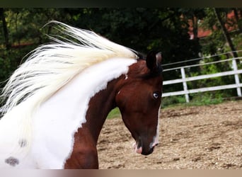 Arabian Partbred, Mare, 5 years, 15 hh, Tobiano-all-colors