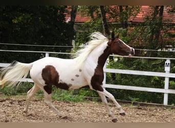 Arabisches Partbred, Stute, 5 Jahre, 15 hh, Tobiano-alle-Farben