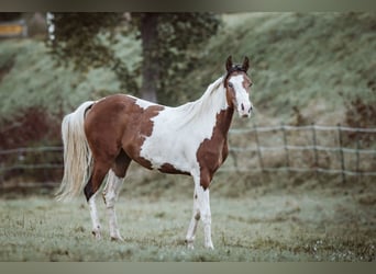 Arabian Partbred, Mare, 5 years, 15,1 hh, Pinto