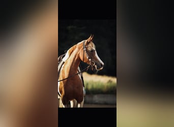 Arabian Partbred, Mare, 5 years, 15,2 hh, Pinto