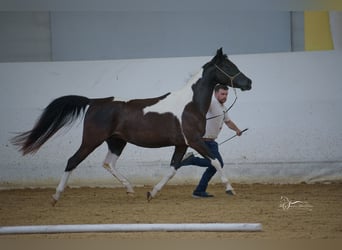 Arabian Partbred, Mare, 5 years, Tobiano-all-colors