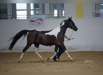 Arabian Partbred, Mare, 5 years, Tobiano-all-colors