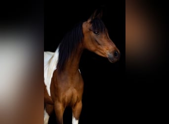 Arabian Partbred, Mare, 6 years, 14.2 hh, Tobiano-all-colors