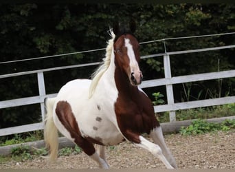 Arabian Partbred, Mare, 6 years, 15 hh, Tobiano-all-colors