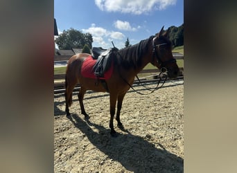 Arabian Partbred, Mare, 7 years, 14,2 hh, Brown