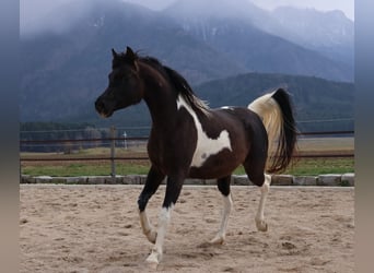 Arabian Partbred, Mare, 7 years, 15.2 hh, Pinto