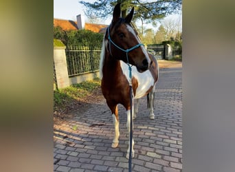 Arabian Partbred, Mare, 8 years, 14.2 hh, Tobiano-all-colors