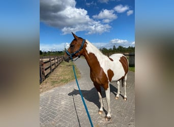 Arabian Partbred, Mare, 8 years, 14.2 hh, Tobiano-all-colors