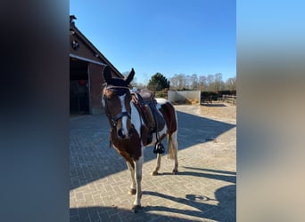 Arabian Partbred, Mare, 8 years, 14.2 hh, Tobiano-all-colors