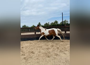 Arabian Partbred, Mare, 8 years, 14.2 hh, Tobiano-all-colors