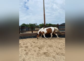 Arabian Partbred, Mare, 8 years, 14.2 hh, Tobiano-all-colors