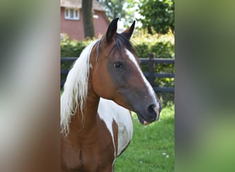 Arabian Partbred, Mare, 8 years, 14.2 hh, Tobiano-all-colors