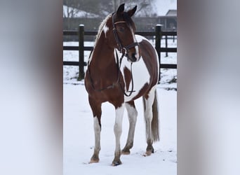 Arabian Partbred, Mare, 8 years, 14.2 hh, Tobiano-all-colors