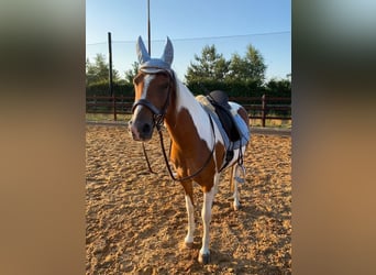 Arabian Partbred, Mare, 8 years, 14.2 hh, Tobiano-all-colors