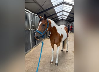 Arabian Partbred, Mare, 8 years, 14.2 hh, Tobiano-all-colors
