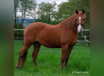 Arabian Partbred, Mare, 8 years, 14.3 hh, Chestnut-Red