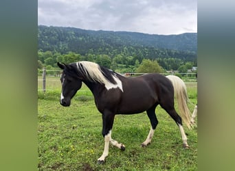 Arabian Partbred Mix, Mare, 8 years, 15,1 hh, Pinto