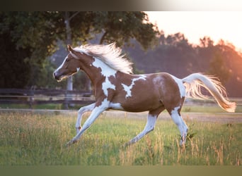 Arabian Partbred, Mare, 8 years, 15.1 hh, Tobiano-all-colors
