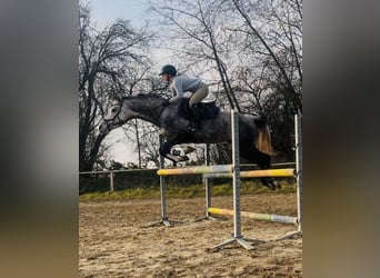 Arabian Partbred, Mare, 8 years, 15,2 hh, Gray-Dapple