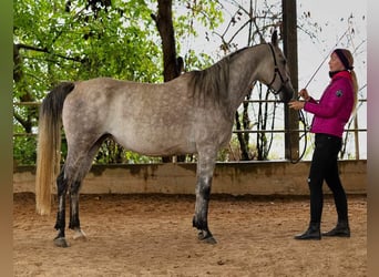 Arabian Partbred, Mare, 8 years, 15.3 hh, Grey-Dapple