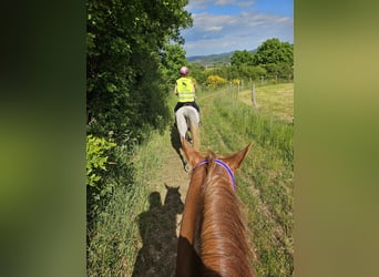 Arabian Partbred, Mare, 8 years, 15.3 hh, Grey-Dapple