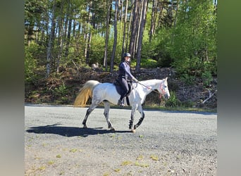 Arabian Partbred, Mare, 8 years, 15.3 hh, Grey-Dapple